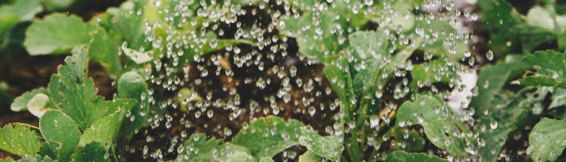 Organic Fertilizer