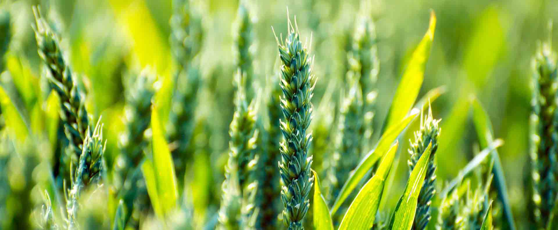 What can You Use to Promote Root Growth?