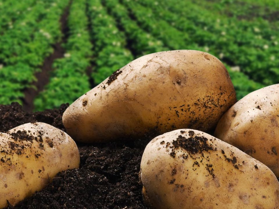 Plant Fertilizer