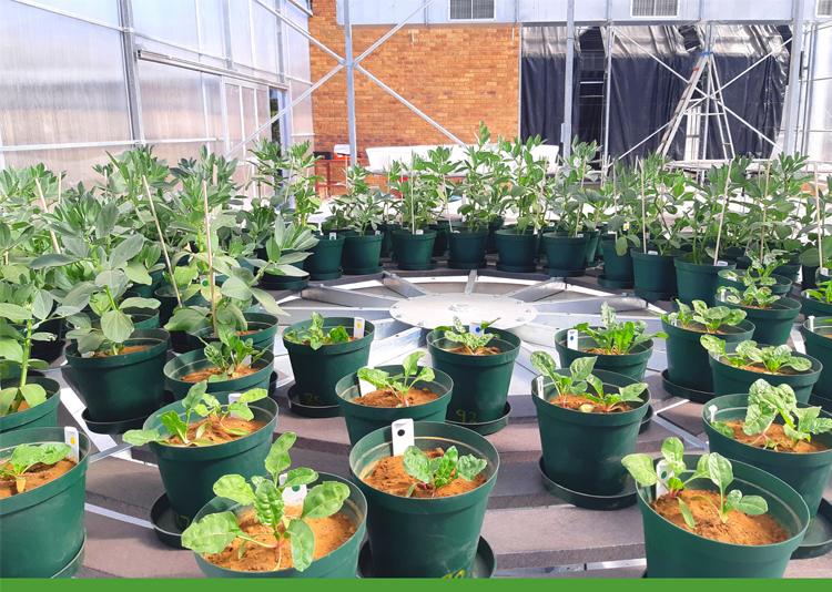 Essential Nutrients to enhance Plant Growth