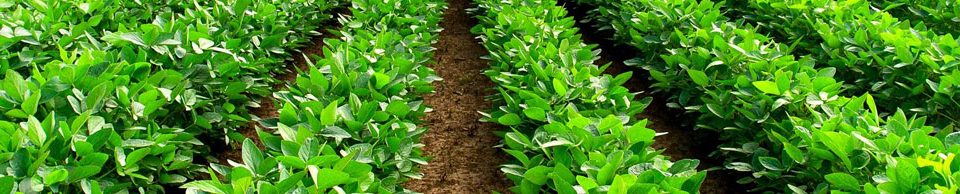 Cell Enlargement Fertilizer - Root Development Fertilizer