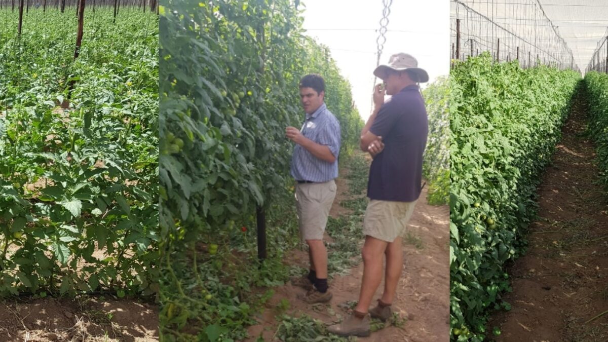 Nitrogen Fertilizer
