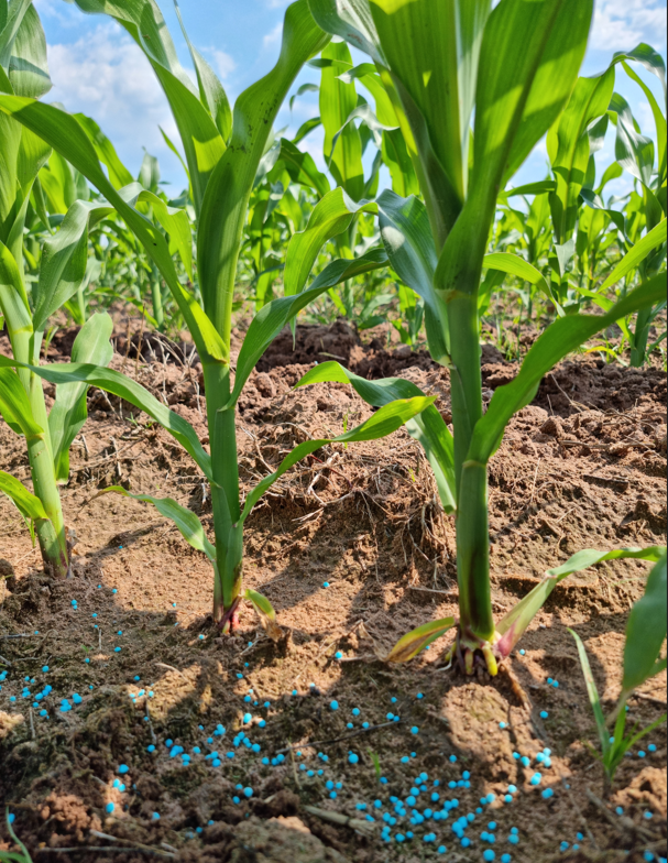 Boost plant health. Blue KynoPlus granules on soil with maize plants growing from the soil.
